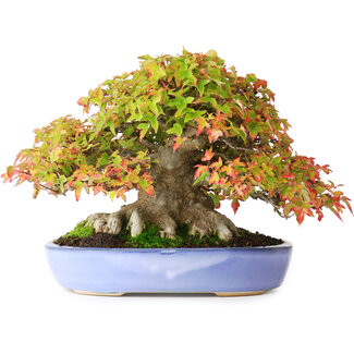 Acer buergerianum, 17,5 cm, ± 35 anni