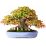 Acer buergerianum, 17,5 cm, ± 35 ans, avec des feuilles exceptionnellement petites et impressionnantes et un nebari de 14 cm et des racines jusqu'à 16 cm de large, photographié aux couleurs d'automne (15 octobre)