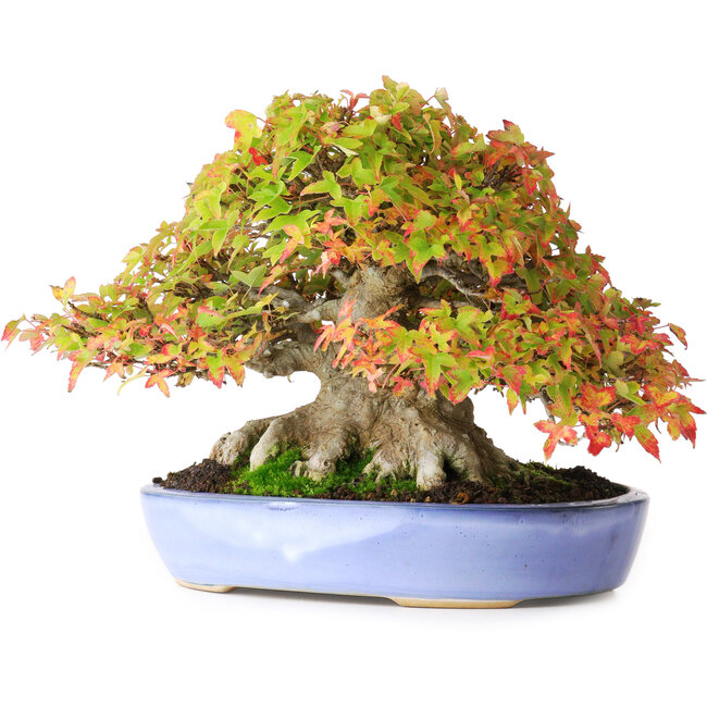 Acer buergerianum, 17,5 cm, ± 35 anni, con foglie eccezionalmente e imponenti di piccole dimensioni e con un nebari di 14 cm e radici larghe fino a 16 cm, fotografato con i colori autunnali (15 ottobre)