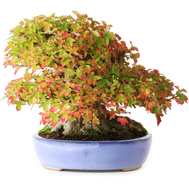 Acer buergerianum, 17,5 cm, ± 35 años, con hojas pequeñas excepcionalmente impresionantes y con un nebari de 14 cm y raíces de hasta 16 cm de ancho, fotografiado con colores otoñales (15 de octubre).
