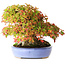 Acer buergerianum, 17,5 cm, ± 35 anni, con foglie eccezionalmente e imponenti di piccole dimensioni e con un nebari di 14 cm e radici larghe fino a 16 cm, fotografato con i colori autunnali (15 ottobre)