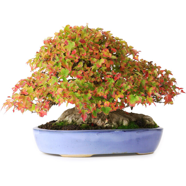 Acer buergerianum, 17,5 cm, ± 35 años, con hojas pequeñas excepcionalmente impresionantes y con un nebari de 14 cm y raíces de hasta 16 cm de ancho, fotografiado con colores otoñales (15 de octubre).