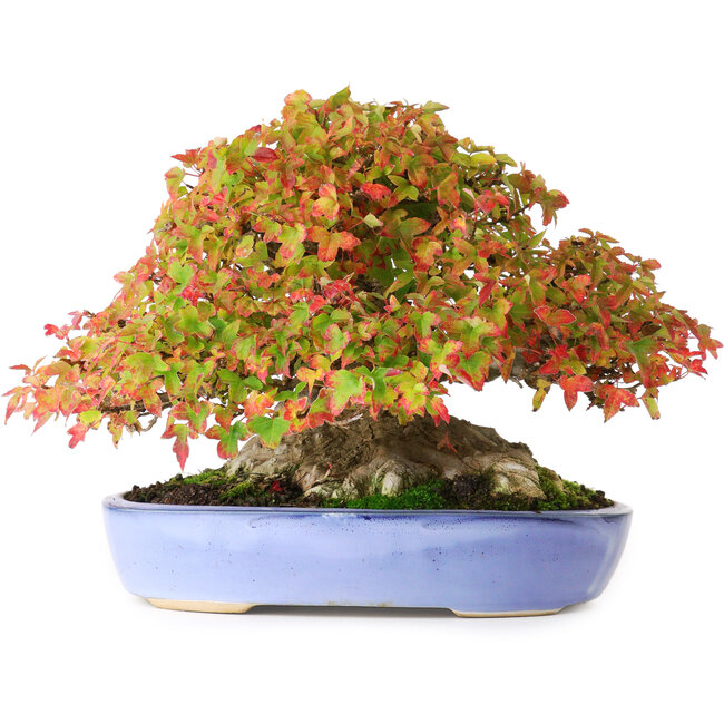 Acer buergerianum, 17,5 cm, ± 35 jaar oud, met uitzonderlijk en indrukwekkend kleine bladeren en een nebari van 14 cm en wortels tot 16 cm breed, gefotografeerd in herfstkleuren (15 oktober)