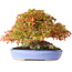 Acer buergerianum, 17,5 cm, ± 35 ans, avec des feuilles exceptionnellement petites et impressionnantes et un nebari de 14 cm et des racines jusqu'à 16 cm de large, photographié aux couleurs d'automne (15 octobre)