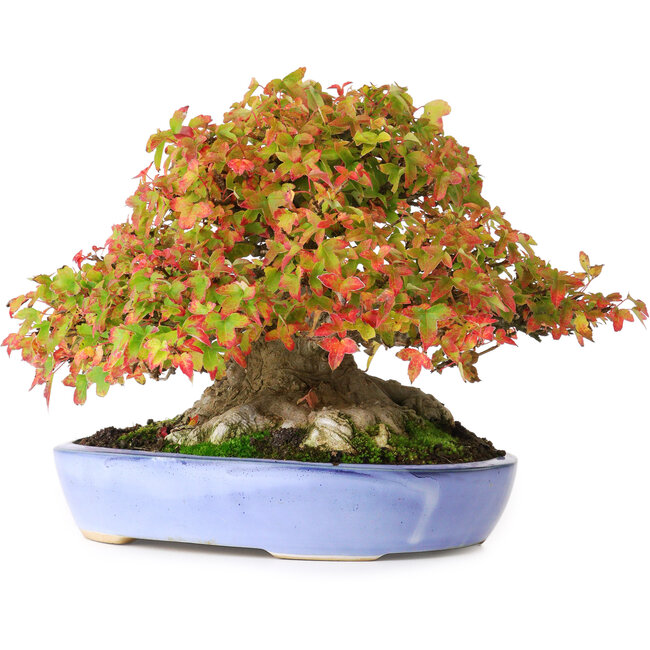 Acer buergerianum, 17,5 cm, ± 35 anni, con foglie eccezionalmente e imponenti di piccole dimensioni e con un nebari di 14 cm e radici larghe fino a 16 cm, fotografato con i colori autunnali (15 ottobre)
