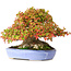 Acer buergerianum, 17,5 cm, ± 35 ans, avec des feuilles exceptionnellement petites et impressionnantes et un nebari de 14 cm et des racines jusqu'à 16 cm de large, photographié aux couleurs d'automne (15 octobre)