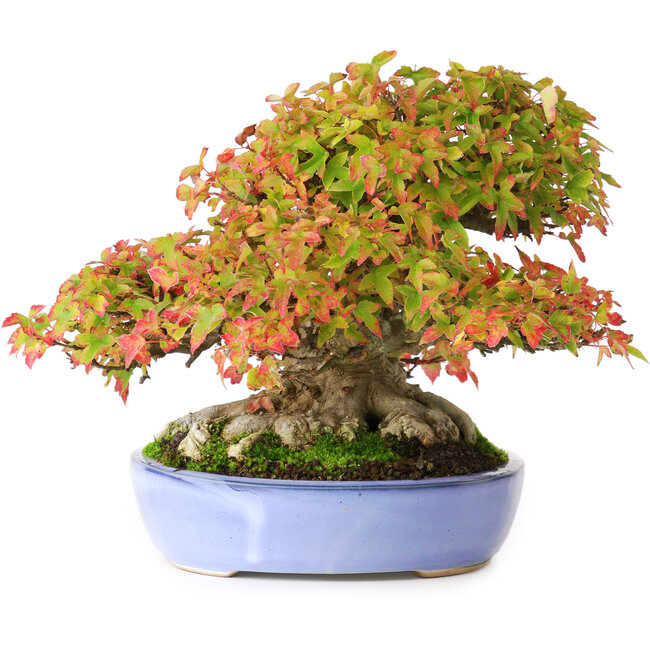 Acer buergerianum, 17,5 cm, ± 35 años, con hojas pequeñas excepcionalmente impresionantes y con un nebari de 14 cm y raíces de hasta 16 cm de ancho, fotografiado con colores otoñales (15 de octubre).