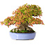 Acer buergerianum, 17,5 cm, ± 35 años, con hojas pequeñas excepcionalmente impresionantes y con un nebari de 14 cm y raíces de hasta 16 cm de ancho, fotografiado con colores otoñales (15 de octubre).