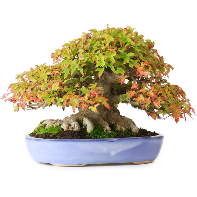 Acer buergerianum, 17,5 cm, ± 35 years old, with exceptionally and impressive small leaves and with a nebari of 14 cm and roots until 16 cm wide, photographed in autumn colours (October 15)