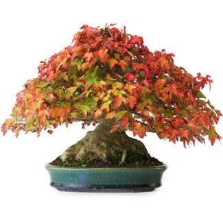 Aiba Koyou Acer buergerianum, 21,5 cm, ± 40 anni