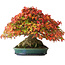 Acer buergerianum, 21,5 cm, ± 40 ans, avec un nebari de 13,5 cm et dans un pot japonais fait main par Aiba Koyou, photographié aux couleurs d'automne (15 octobre)