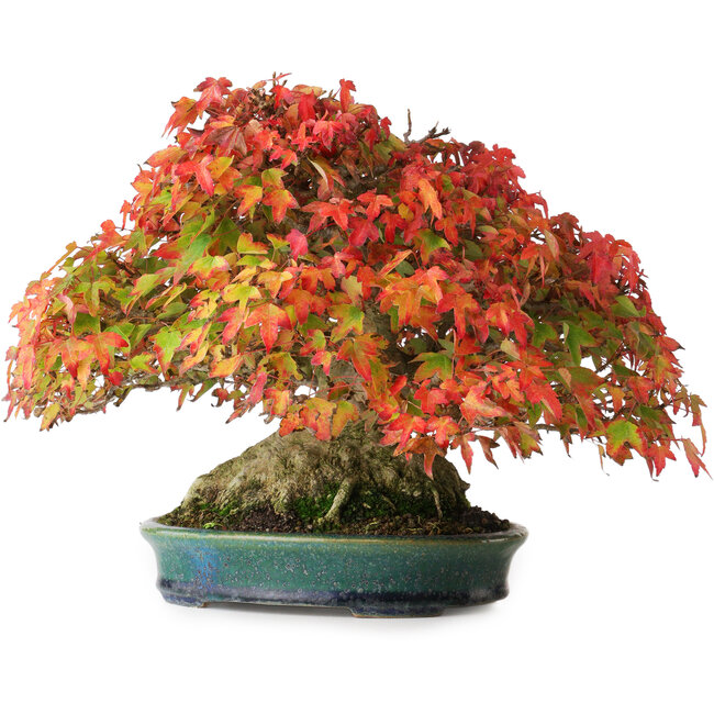 Acer buergerianum, 21,5 cm, ± 40 años, con un nebari de 13,5 cm y en una maceta japonesa hecha a mano por Aiba Koyou, fotografiado con colores otoñales (15 de octubre)
