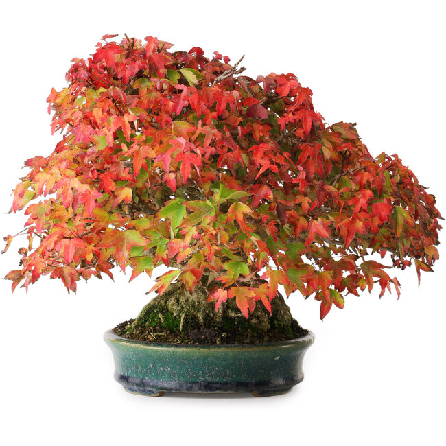 Acer buergerianum, 21,5 cm, ± 40 years old, with a nebari of 13,5 cm and in a handmade Japanese pot by Aiba Koyou, photographed in autumn colours (October 15)