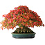 Acer buergerianum, 21,5 cm, ± 40 years old, with a nebari of 13,5 cm and in a handmade Japanese pot by Aiba Koyou, photographed in autumn colours (October 15)