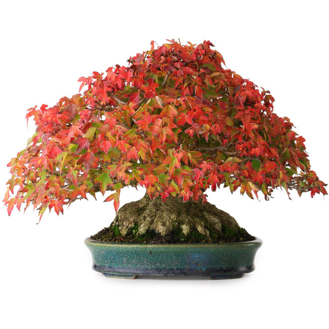 Acer buergerianum, 21,5 cm, ± 40 ans, avec un nebari de 13,5 cm et dans un pot japonais fait main par Aiba Koyou, photographié aux couleurs d'automne (15 octobre)