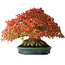 Acer buergerianum, 21,5 cm, ± 40 ans, avec un nebari de 13,5 cm et dans un pot japonais fait main par Aiba Koyou, photographié aux couleurs d'automne (15 octobre)