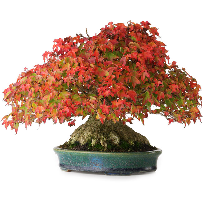 Acer buergerianum, 21,5 cm, ± 40 anni, con un nebari di 13,5 cm e in un vaso giapponese fatto a mano da Aiba Koyou, fotografato nei colori autunnali (15 ottobre)