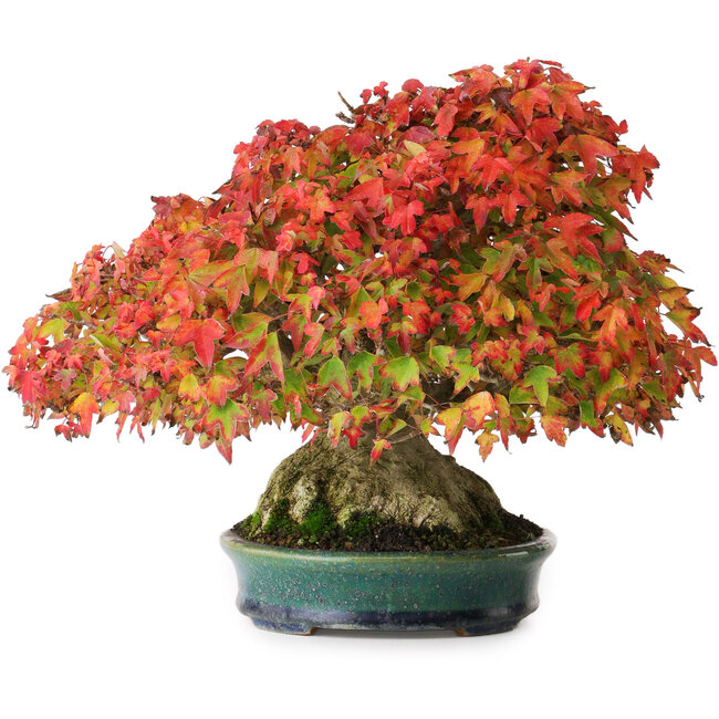 Acer buergerianum, 21,5 cm, ± 40 Jahre alt, mit einem Wurzelhals von 13,5 cm und in einem handgefertigten japanischen Topf von Aiba Koyou, fotografiert in Herbstfarben (15. Oktober)