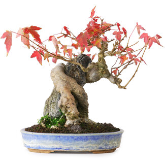 Acer buergerianum, 18,5 cm, ± 20 anni