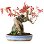Acer buergerianum, 18,5 cm, ± 20 años, fotografiado con colores otoñales (15 de octubre)