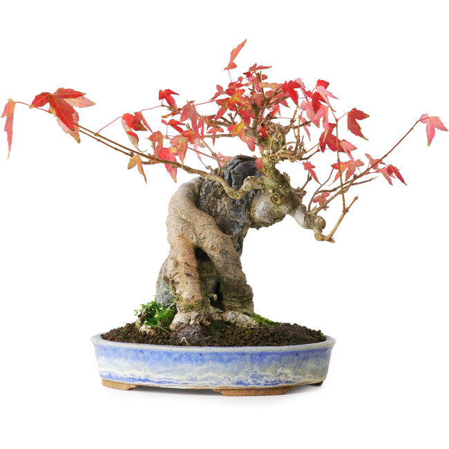 Acer buergerianum, 18,5 cm, ± 20 jaar oud, gefotografeerd in herfstkleuren (15 oktober)