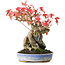 Acer buergerianum, 18,5 cm, ± 20 Jahre alt, fotografiert in Herbstfarben (15. Oktober)