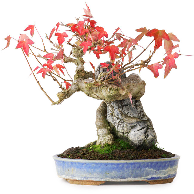 Acer buergerianum, 18,5 cm, ± 20 anni, fotografato nei colori autunnali (15 ottobre)