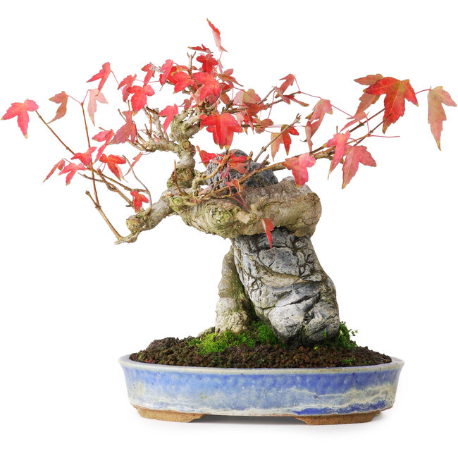 Acer buergerianum, 18,5 cm, ± 20 años, fotografiado con colores otoñales (15 de octubre)