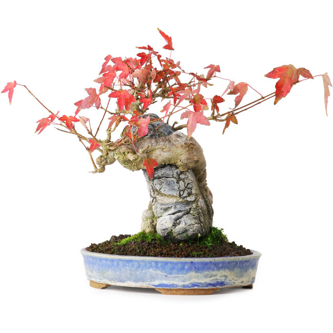 Acer buergerianum, 18,5 cm, ± 20 Jahre alt, fotografiert in Herbstfarben (15. Oktober)