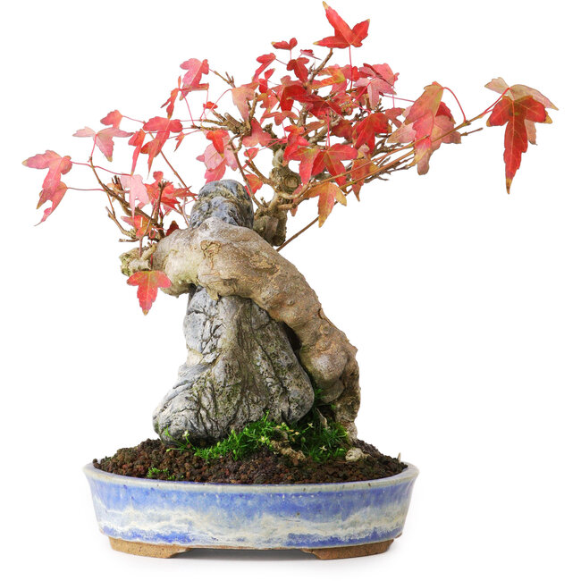 Acer buergerianum, 18,5 cm, ± 20 años, fotografiado con colores otoñales (15 de octubre)