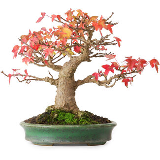 Yamafusa Acer buergerianum, 18 cm, ± 25 años