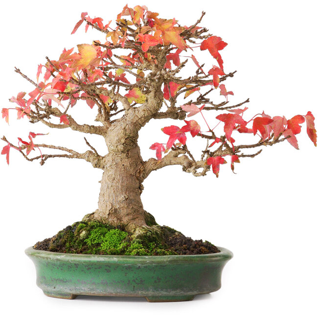 Acer buergerianum, 18 cm, ± 25 anni, in un vaso giapponese fatto a mano da Yamafusa, fotografato nei colori autunnali (15 ottobre)