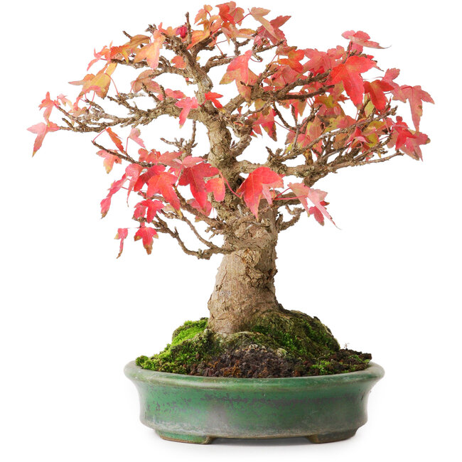 Acer buergerianum, 18 cm, ± 25 años, en una maceta japonesa hecha a mano por Yamafusa, fotografiado con colores otoñales (15 de octubre)