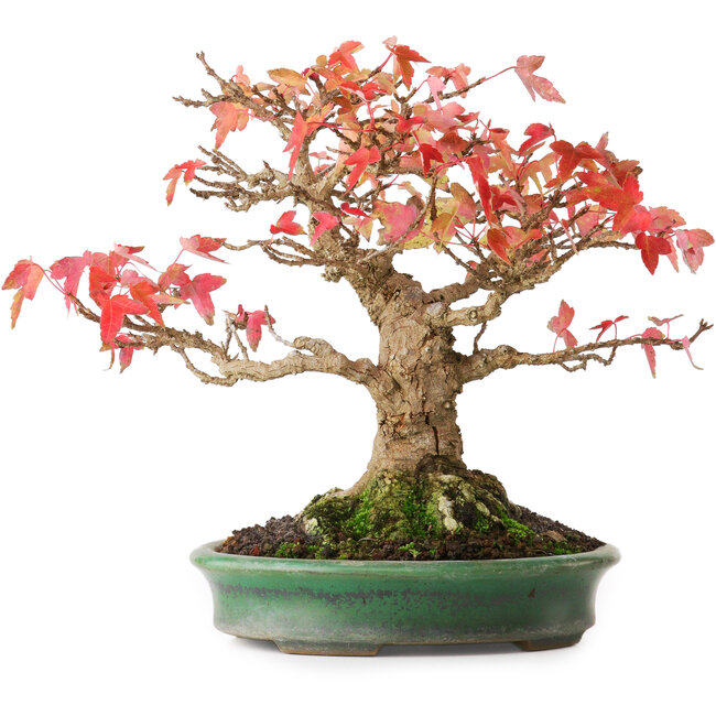 Acer buergerianum, 18 cm, ± 25 anni, in un vaso giapponese fatto a mano da Yamafusa, fotografato nei colori autunnali (15 ottobre)