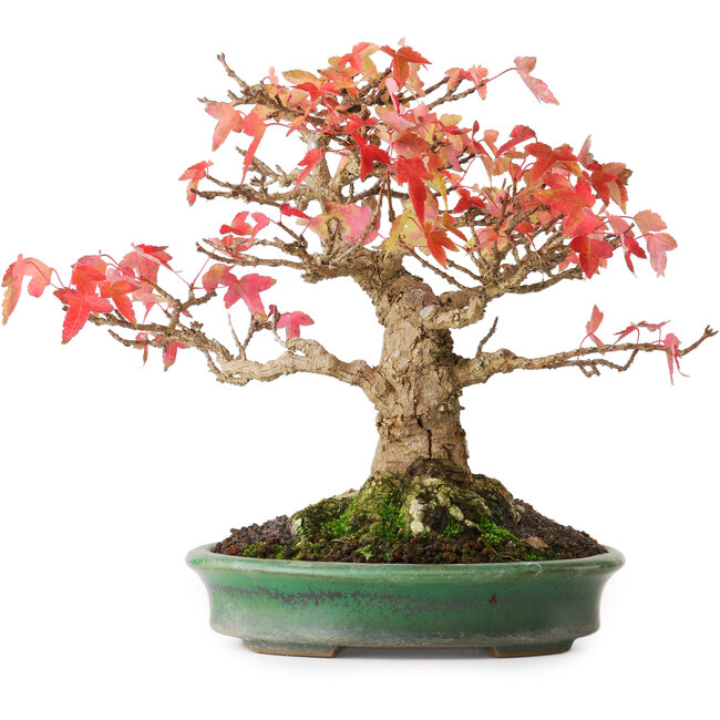 Acer buergerianum, 18 cm, ± 25 años, en una maceta japonesa hecha a mano por Yamafusa, fotografiado con colores otoñales (15 de octubre)