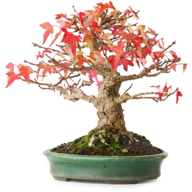 Acer buergerianum, 18 cm, ± 25 ans, dans un pot japonais fait main par Yamafusa, photographié aux couleurs d'automne (15 octobre)