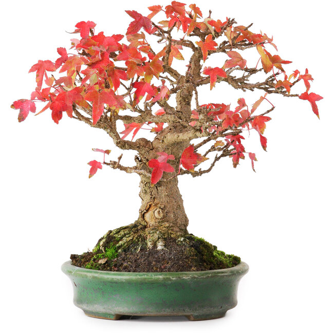 Acer buergerianum, 18 cm, ± 25 Jahre alt, in einem handgefertigten japanischen Topf von Yamafusa, fotografiert in Herbstfarben (15. Oktober)