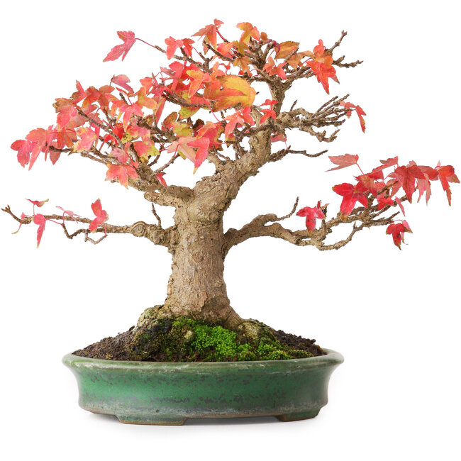Acer buergerianum, 18 cm, ± 25 años, en una maceta japonesa hecha a mano por Yamafusa, fotografiado con colores otoñales (15 de octubre)