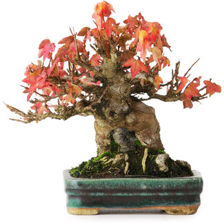 Acer buergerianum, 15,5 cm, ± 25 ans