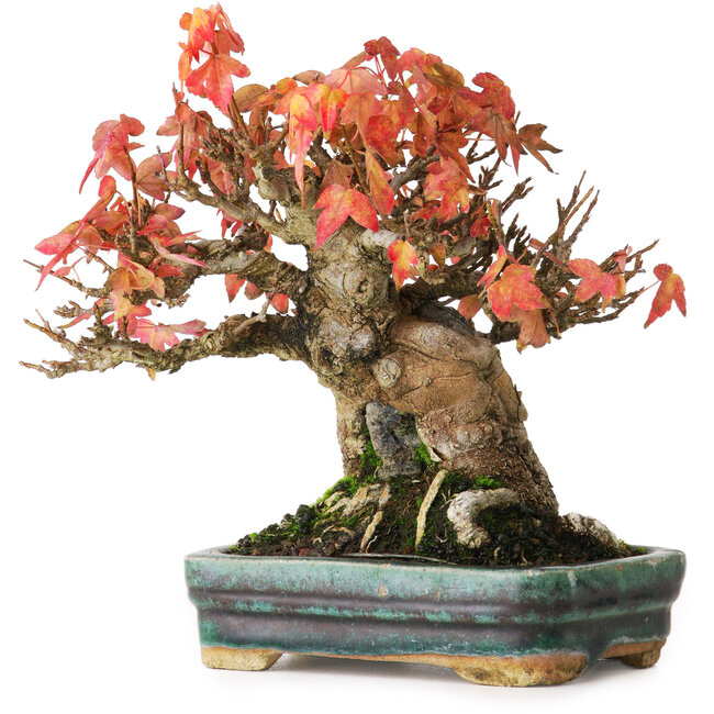 Acer buergerianum, 15,5 cm, ± 25 jaar oud, in een pot met oppervlakkige beschadigingen in het glazuur, gefotografeerd in herfstkleuren (15 oktober)