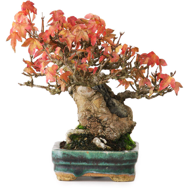 Acer buergerianum, 15,5 cm, ± 25 ans, dans un pot avec des dommages superficiels dans la glaçure, photographié aux couleurs d'automne (15 octobre)