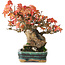 Acer buergerianum, 15,5 cm, ± 25 anni, in vaso con danni superficiali alla smaltatura, fotografato nei colori autunnali (15 ottobre)