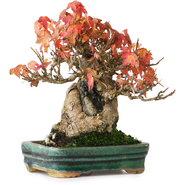 Acer buergerianum, 15,5 cm, ± 25 years old, in a pot with superficial damage in the glaze, photographed in autumn colours (October 15)