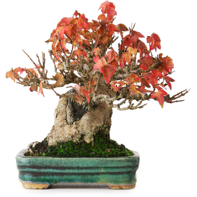 Acer buergerianum, 15,5 cm, ± 25 years old, in a pot with superficial damage in the glaze, photographed in autumn colours (October 15)