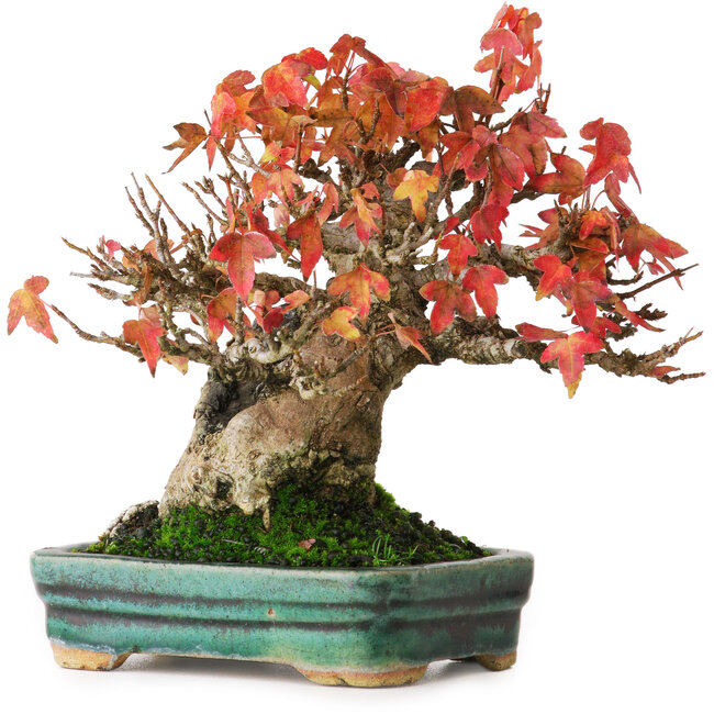 Acer buergerianum, 15,5 cm, ± 25 jaar oud, in een pot met oppervlakkige beschadigingen in het glazuur, gefotografeerd in herfstkleuren (15 oktober)