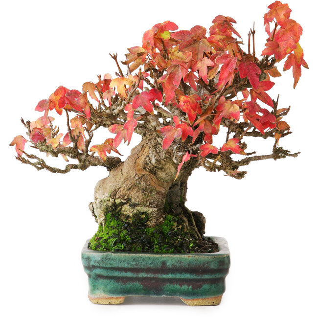 Acer buergerianum, 15,5 cm, ± 25 years old, in a pot with superficial damage in the glaze, photographed in autumn colours (October 15)