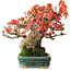 Acer buergerianum, 15,5 cm, ± 25 years old, in a pot with superficial damage in the glaze, photographed in autumn colours (October 15)