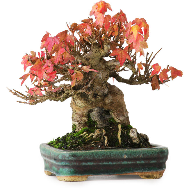 Acer buergerianum, 15,5 cm, ± 25 Jahre alt, in einem Topf mit oberflächlichen Glasurschäden, fotografiert in Herbstfarben (15. Oktober)