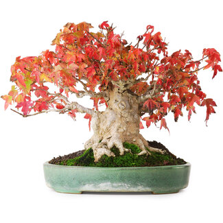 Yamafusa Acer buergerianum, 19,5 cm, ± 30 jaar oud