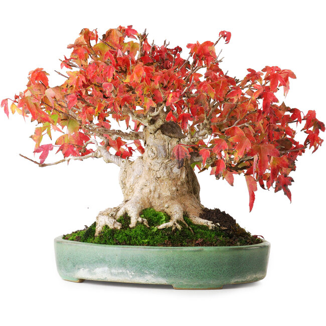 Acer buergerianum, 19,5 cm, ± 30 ans, dans un pot japonais fait main par Yamafusa, photographié aux couleurs d'automne (15 octobre)
